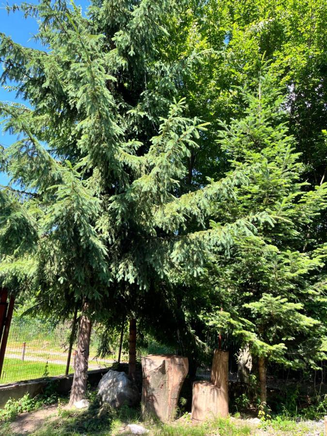 Cabana Din Padure Otel Porumbacu de Sus Dış mekan fotoğraf